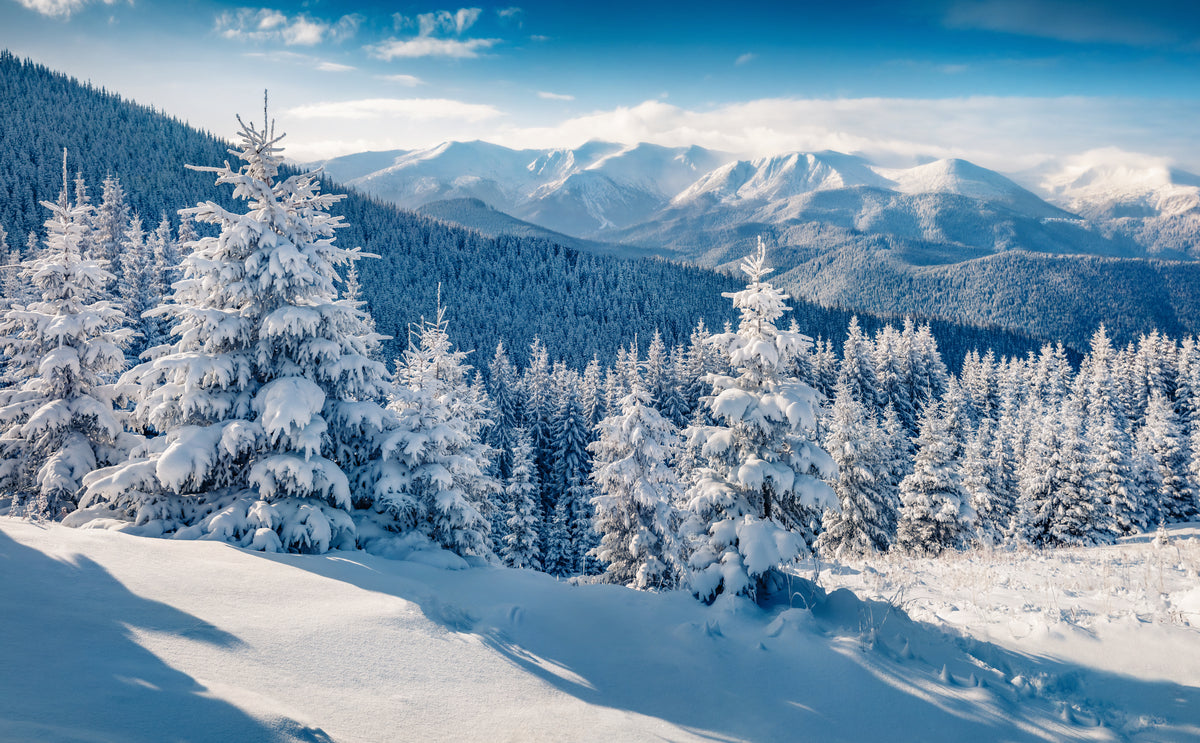 Snow covered evergreen trees in the mountains