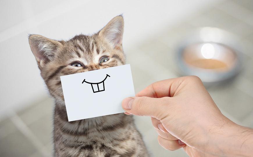 A-funny-cat